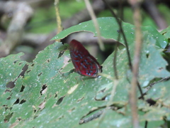 Paralaxita