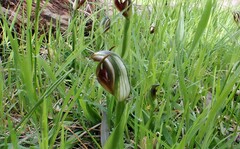 Pterostylis cucullata