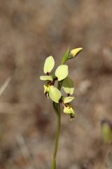 Diuris setacea