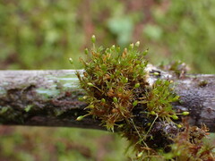 Orthotrichum