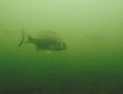 Acanthopagrus australis