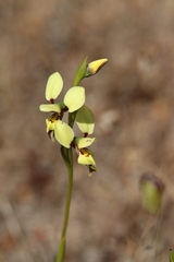 Diuris setacea