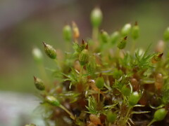 Orthotrichum