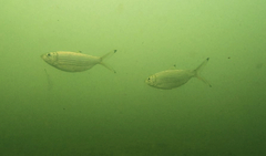 Herklotsichthys castelnaui