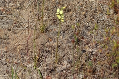 Diuris setacea