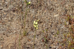Diuris setacea