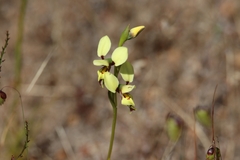 Diuris setacea