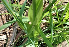 Pterostylis cucullata
