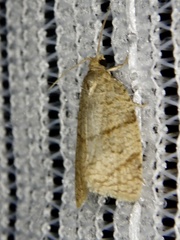 Tortrix sinapina