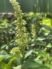 Ocimum