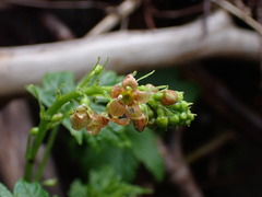 Ribes bracteosum