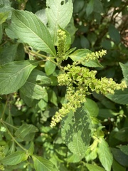 Ocimum