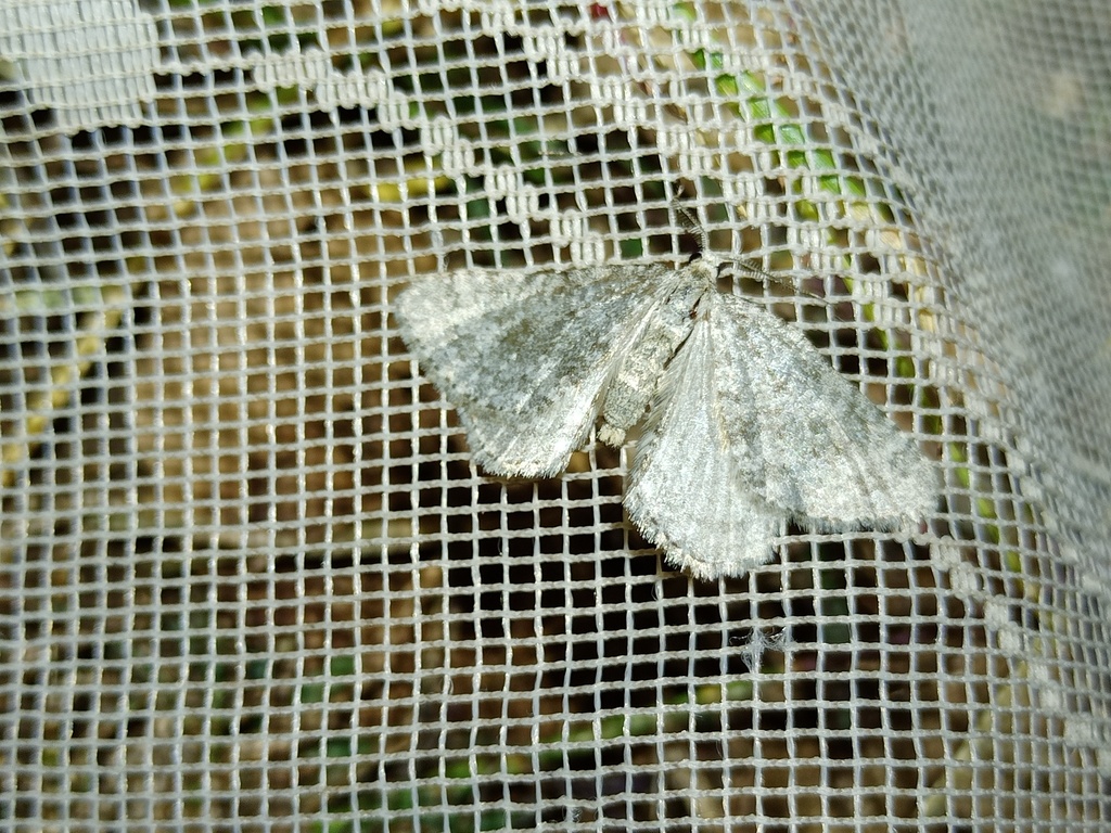 Colostygia sericeata