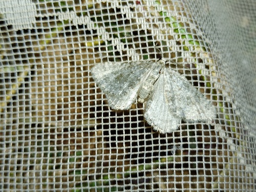 Colostygia sericeata