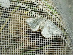 Colostygia sericeata