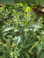 Ocimum