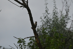 Dendrocopos syriacus