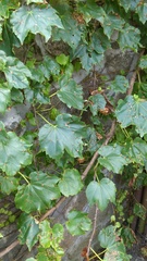 Parthenocissus tricuspidata