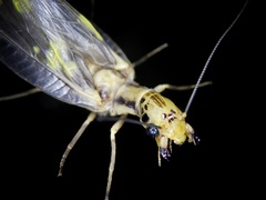 Protohermes grandis