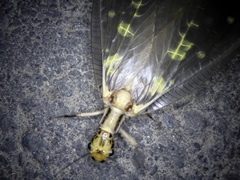 Protohermes grandis