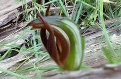 Pterostylis cucullata