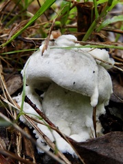 Hypomyces chrysospermus