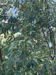 Eucalyptus curtisii