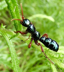 Diamma bicolor