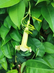 Pentalinon