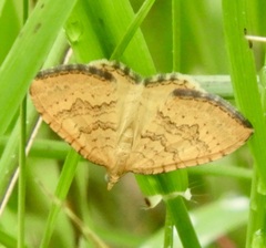 Chrysolarentia correlata