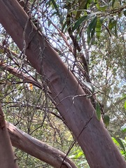 Eucalyptus curtisii