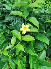 Pentalinon
