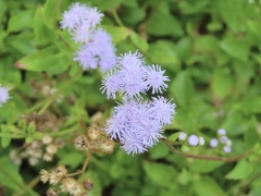 Ageratum littorale