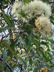 Eucalyptus curtisii