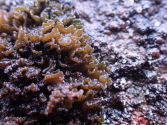 Lathagrium cristatum