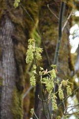 Acer macrophyllum