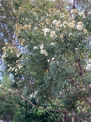 Eucalyptus curtisii