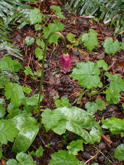Erythronium revolutum