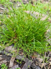 Juncus bufonius