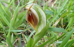 Pterostylis cucullata