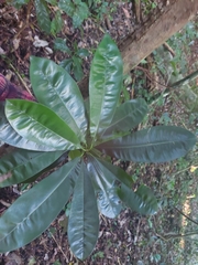 Calophyllum brasiliense