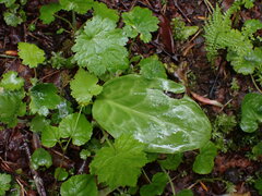 Erythronium revolutum