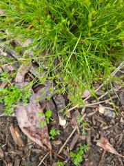 Juncus bufonius