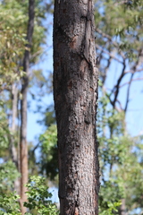 Corymbia nesophila