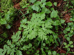 Dicentra formosa