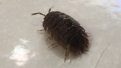 Porcellio