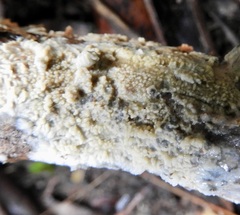 Basidioradulum radula