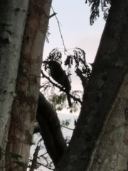 Eumomota superciliosa