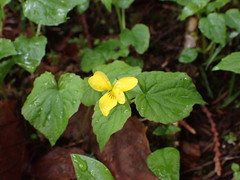 Viola glabella