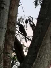 Eumomota superciliosa